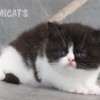 Gato Exótico Amicats