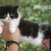 Gato Exótico Amicats