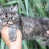 Gato Exótico Amicats