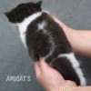Gato Exótico Amicats