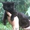 Gato Exótico Amicats