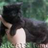 Gato Exótico Amicats