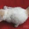 Gato Exótico Amicats