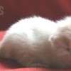 Gato Exótico Amicats