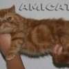 Gato Exótico Amicats
