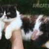 Gato Exótico Amicats