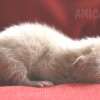 Gato Exótico Amicats