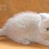 Gato Exótico Amicats