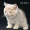 Gato Exótico Amicats