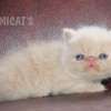 Gato Exótico Amicats
