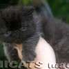 Gato Exótico Amicats
