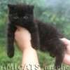 Gato Exótico Amicats
