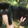 Gato Exótico Amicats