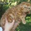 Gato Exótico Amicats