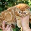 Gato Exótico Amicats