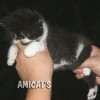 Gato Exótico Amicats