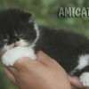 Gato Exótico Amicats