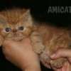 Gato Exótico Amicats