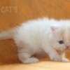 Gato Exótico Amicats