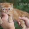 Gato Exótico Amicats