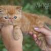 Gato Exótico Amicats