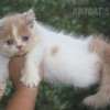 Gato Exótico Amicats