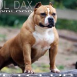 Daxa