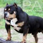 PAXPETCLUBE-3