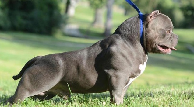 American Bully Gottyline Dax . The world most famous American