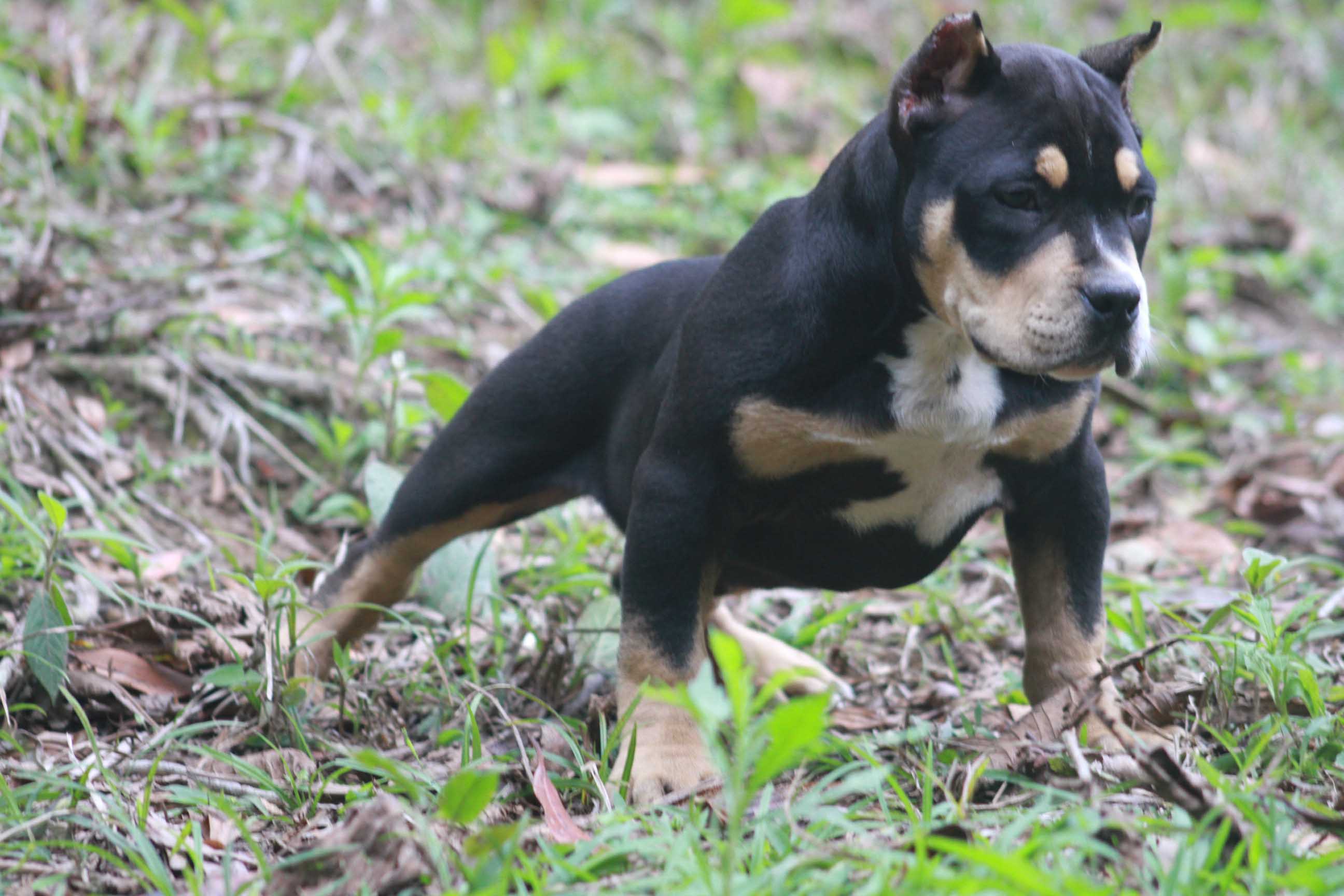 american pocket bully dax daxline gottyline Pax Amichetti