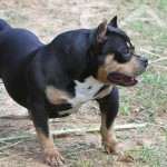 PAXBLOOD PETCLUBE CAMP