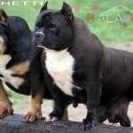 PAXBLOOD PETCLUBE CAMP