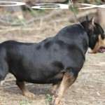 PAXBLOOD PETCLUBE CAMP