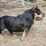 PAXBLOOD PETCLUBE CAMP