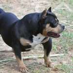 PAXBLOOD PETCLUBE CAMP