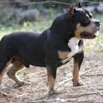 PAXBLOOD PETCLUBE CAMP