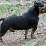 PAXBLOOD PETCLUBE CAMP