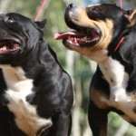 PAXBLOOD PETCLUBE CAMP
