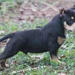 PAXBLOOD PETCLUBE CAMP