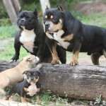 PAXBLOOD PETCLUBE CAMP