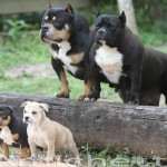 PAXBLOOD PETCLUBE CAMP