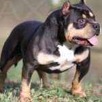PAXBLOOD PETCLUBE CAMP