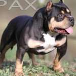 PAXBLOOD PETCLUBE CAMP