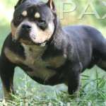 PAXBLOOD PETCLUBE CAMP