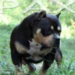 PAXBLOOD PETCLUBE CAMP