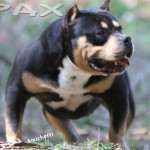 PAXBLOOD PETCLUBE CAMP