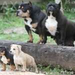 PAXBLOOD PETCLUBE CAMP
