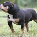 PAXBLOOD PETCLUBE CAMP