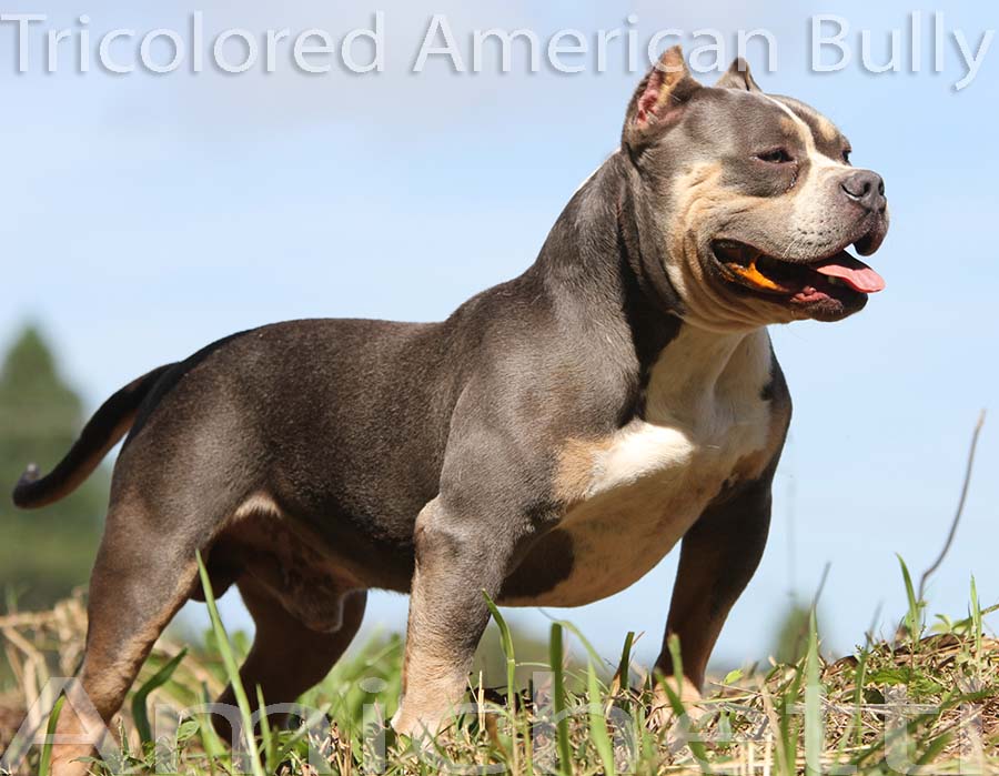 american bully tri blue