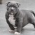 American Bully Paxblood PetclubeCamp